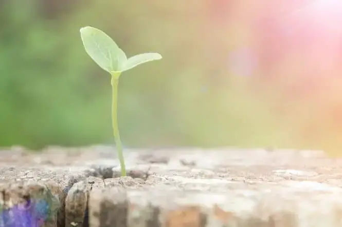 What Is Meant Spiritual Growth Life Coach Expert